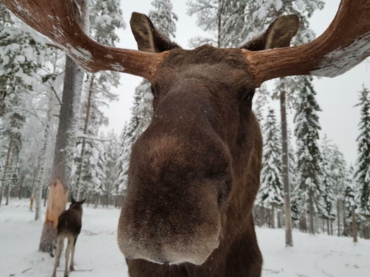 The Friendly Moose 호텔 Overtornea 외부 사진